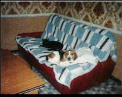 Snoopy et Vanessa ( chat et chienne de Caroline )