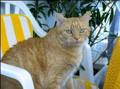 Coca ( chat de Claudine )