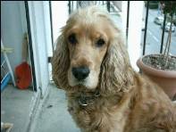 Loulou ( chien de Lilian )
