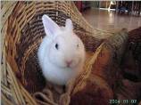 Enzo ( lapin de Gaelle )