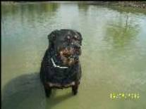 Noxea ( chienne de Christine )