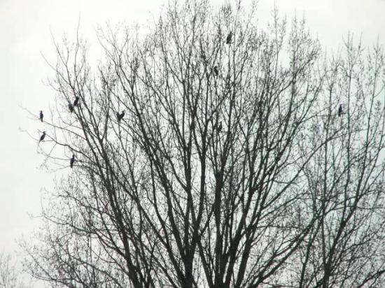 Cormorans