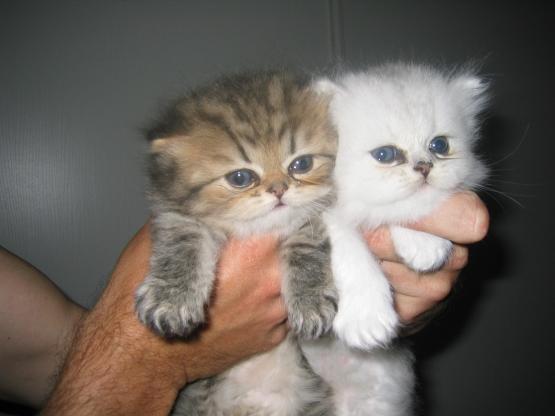  Valentine et Valmy