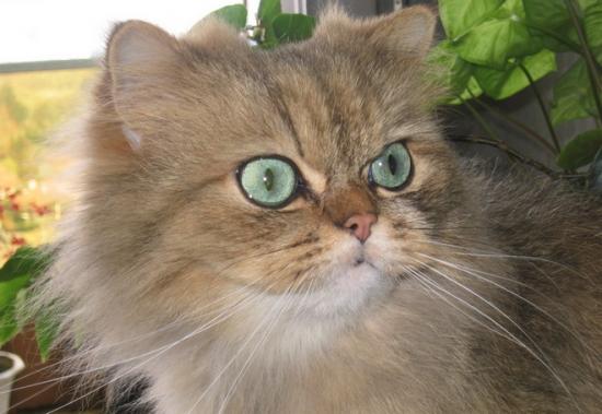 Thor le b�b� de Sib�rie et Paddy