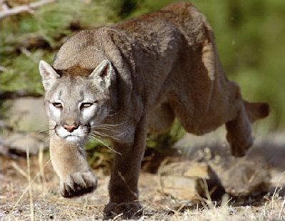 puma fauve
