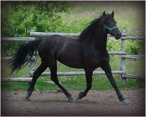 cheval