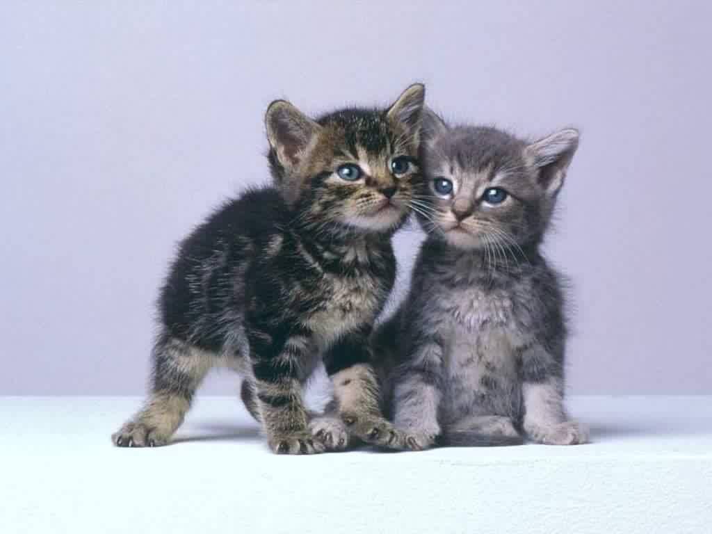 coucou