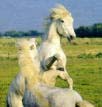 les chevaux