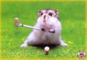 Les hamsters
