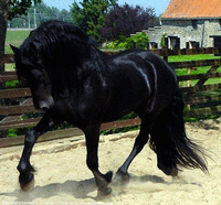 haras de jazz