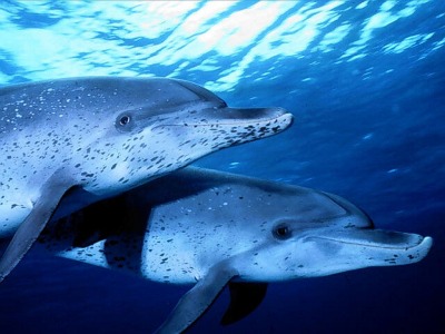 Le monde des dauphins