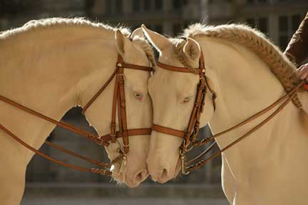 mustang et mbl