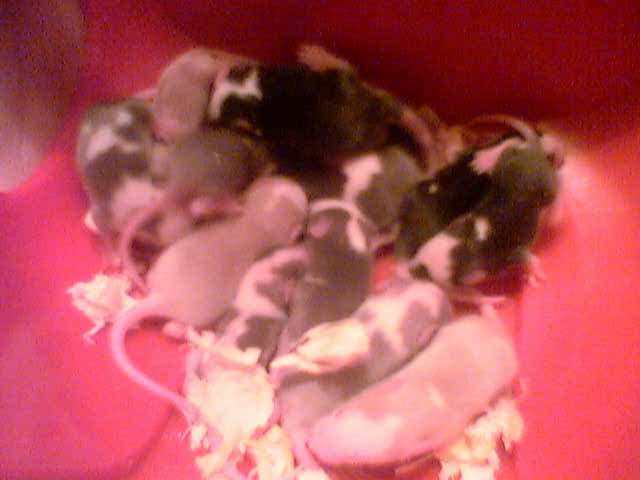 Le Nid des Petites Souris