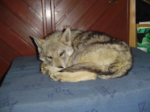 Virka chienne loup de Saarloos