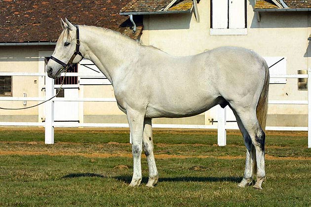 Pargade � cheval