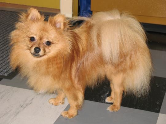 Le spitz allemand