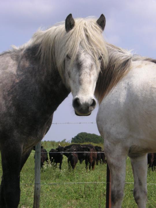 BIENVENUE A LA MANADE DEVAUX , ELEVEUR DE TAUREAUX EN CAMARGUE