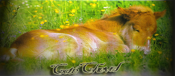 cot� cheval