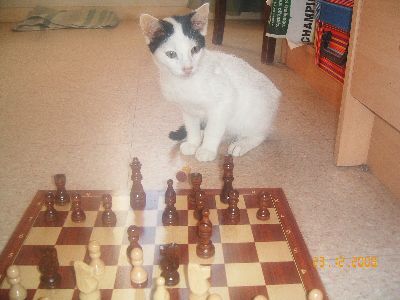 LE SITE DE JONATHAN CAYLA SUR LES ECHECS