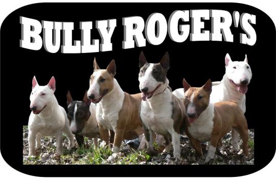 BULL TERRIER MINIATURE