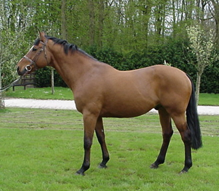 Cheval bai clair hot sale