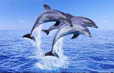 Dolfinzsea