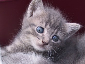 le chat