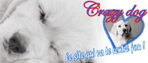 Crazy-Dog