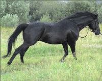 Haras Des Tropiques