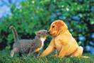 LA COLO DES PTITS COMPAGNONS