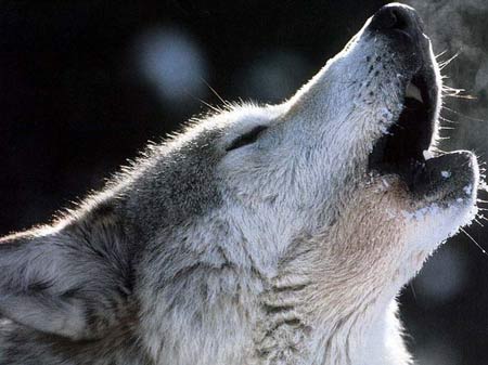 NOTRE BEAU LOUP  GAROU...
