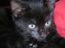 mon chat bambou