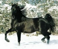 Le haras du ruisseau