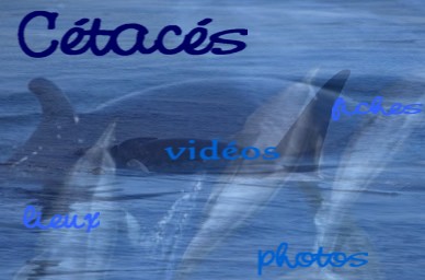 L'Encyclop�die des C�tac�s