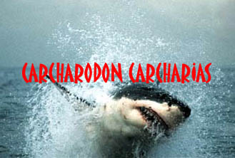 rencontre avec le grand requin blanc