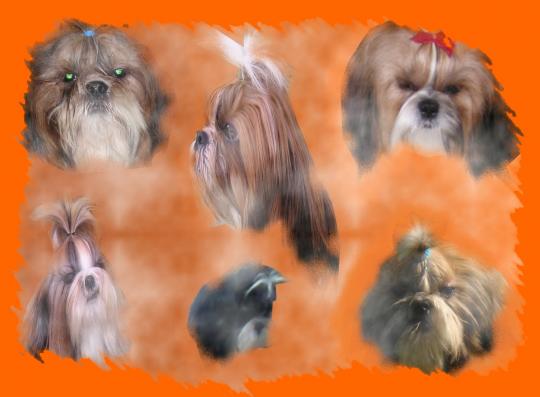 Shih Tzu du Ch�teau d'O-riant