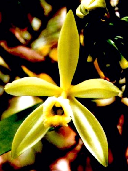 Fleur de Vanille