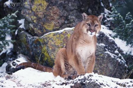 puma d amérique du nord