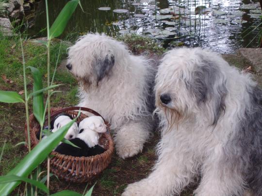 bobtails du jardin zen