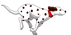 Planetanimal