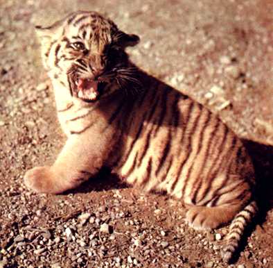 e484eu9-tigre7.jpg
