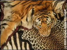 e7iud72-tigre_mort.jpg