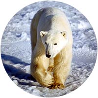 r18d85i-ours-blanc.jpg