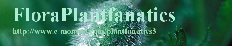 FloraPlantfanatics