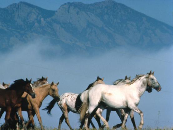 troupeau de chevaux 2.jpg