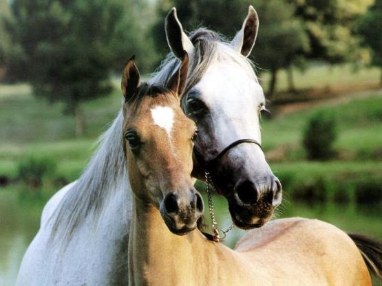 chevaux-07.JPG
