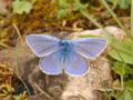 les papillons