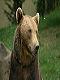 l ours
