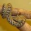 les serpents