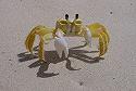 les crabes